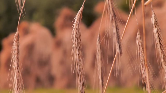 Collected wheat, rye flakes background. Organic food. Organic flour basement. Green tourism concept. Healthy food concept. Agriculture background. Harvesting, reaping, crop. Fruitful work