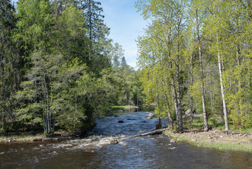 Obraz premium Swedish river and salmon area in spring
