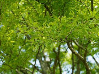 Fagus sylvatica asplenifolia - Feuilles laciniées, découpées, vert clair du hêtre lacinié ou hêtre à feuilles de fougères