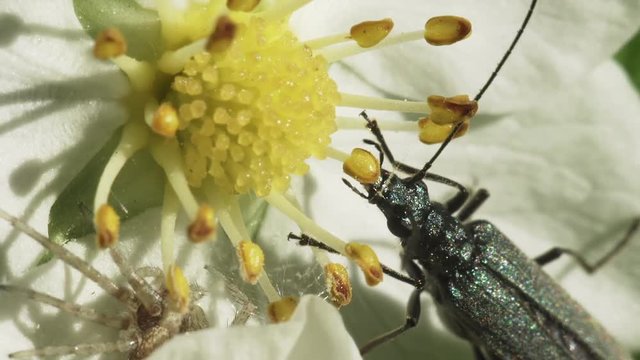 Blister fly beetle eats pollen on a white flower. Macro shooting.