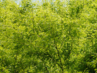 Fagus sylvatica 'asplenifolia' - Hêtre à feuilles de fougères ou hêtre lacinié, un arbre majestueux au tronc lisse, aux feuilles décoratives fortement découpées jaunes cuivrées en automne