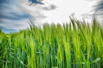 growing rye, closeup