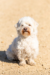 Coton de Tulear sitting outdoors in the sun