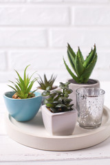 Succulents and cactus plants in pots on tray