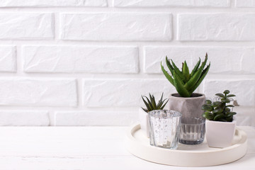 Various succulents and cactus plants in pots and candleholders on tray  near by white brick wall.
