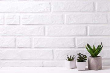 Indoor potted succulents plants.