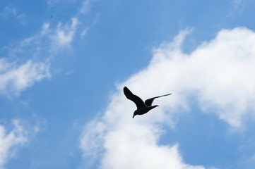 A bird flying over the sky of a park in London