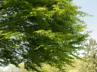 Fagus sylvatica 'asplenifolia' - Hêtre à feuilles de fougères ou hêtre lacinié, un arbre majestueux au tronc lisse, aux feuilles décoratives fortement découpées jaunes cuivrées en automne