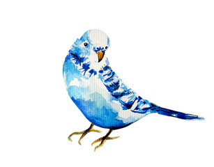 Beautiful watercolor blue bird illustration