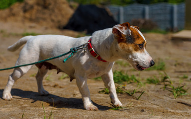 Portrait of female jack russell terrier
