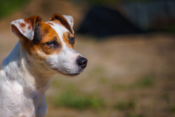 Portrait of female jack russell terrier