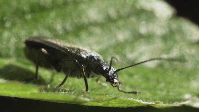 Blister fly beetle on a green leaf of a plant.  Macro shot.