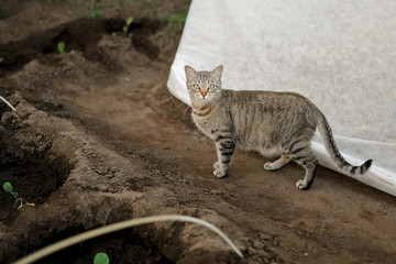 Grey cat walking in the garden