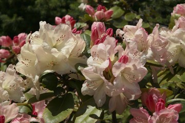 rhododendron bush with pink flowers and buds