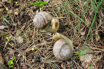 Snail Helix albescens in the nature.