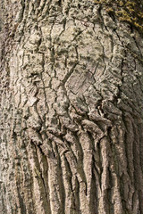 Century oak trunk with deep bark grooves and moss