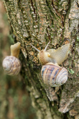 Snail Helix albescens in the nature.