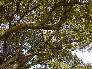 Looking up green leaves and tree branches.