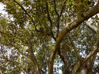 Looking up green leaves and tree branches.