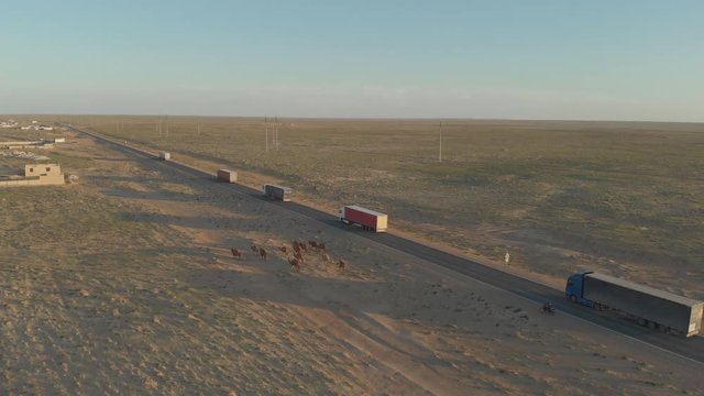 a group of camels passes by the road along which the convoy of trucks