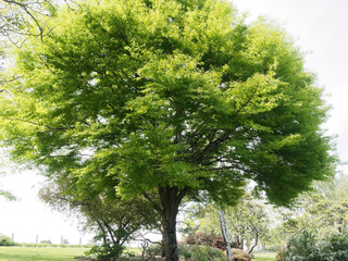 Farnblättrige Rotbuche. Schöner Zierbaum mit Sommergrüne Blatter - Fagus sylvatica 'Asplenifolia'