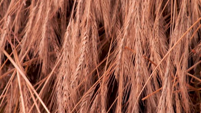 Organic weat, rye. Wheat seeds, rye seeds in the flakes, drifting in the wind. Agriculture background. Bread production beginning. Sheaf of wheat flakes, rye flackes close-up. Symbol of prosperity