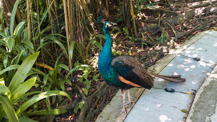 Obraz premium peacock bird in zoo