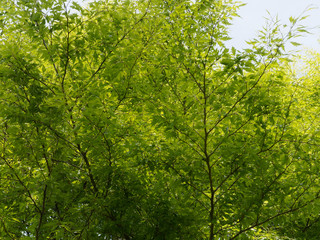 Fototapeta na wymiar Farnblättrige Rotbuche. Schöner Zierbaum mit Sommergrüne Blatter - Fagus sylvatica 'Asplenifolia'