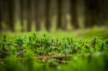 Detail of green moss in forest