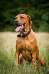 Portrait of cute Rhodesian Ridgeback puppy