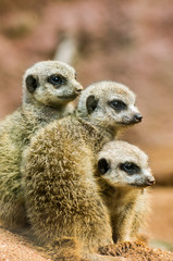 Close up portrait of meerkat (suricate) 