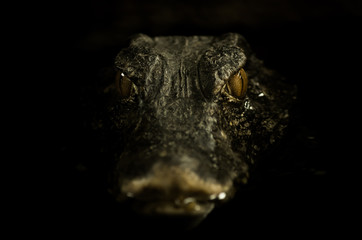 Portrait of caiman laying in dark