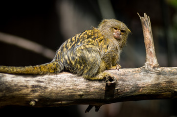  Portrait of pygmy marmoset in a ZOO