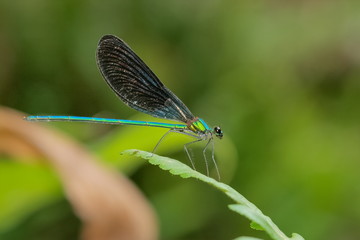 Beautiful Vestalis gracilis gracilis (Rambur, 1842), green damselfly resting on green leaf with green nature blurred background.