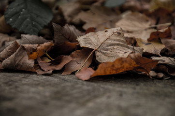 Details of fallen autumn leaves