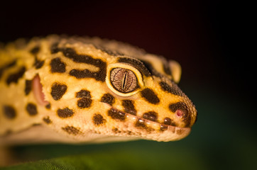 Detailed portrait of leopard gecko (eublepharis macularius)