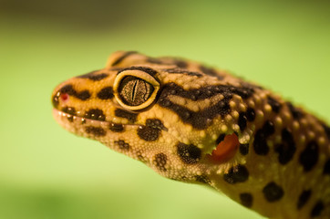 Detailed portrait of leopard gecko (eublepharis macularius)