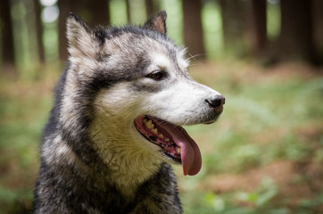 Dog breed Alaskan Malamute puppy portrait
