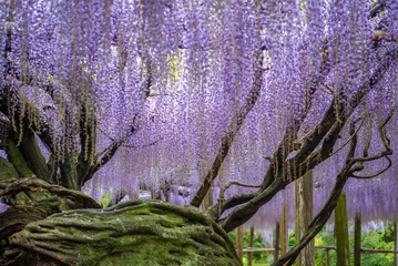 Fototapete Lavendel Glyzinienblüten, Kawachi Touen, Fukuoka, Japan