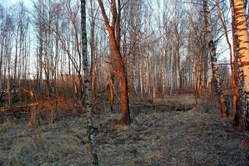 Trees and shrubs in the rays of the setting sun, warm April evening. Excellent illustration of...