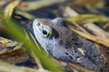 Detail of blue Moor frog (Rana arvalis) in water 