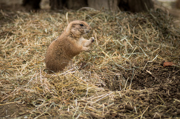 European ground squirrel (European souslik)