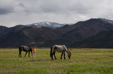 Horses on pasture in mountains