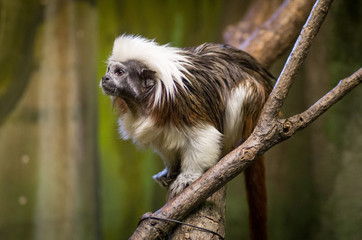 Portrait of common marmoset in a ZOO