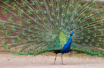 Obraz premium Portrait of male peacock (peafowl)