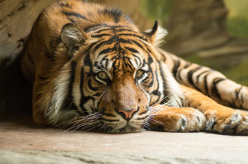 Portrait of sad tiger in zoo