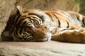 Portrait of sad tiger in zoo