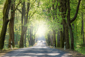 A country road in the state of Brandenburg (Germany) in sunlight in spring. Trees are dangerously...