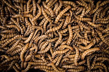 Texture with orange and brown worms