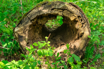 Old wooden log with hole inside